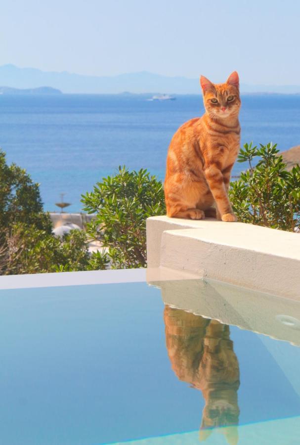 Villa With View Of Agios Ioannis And Pool With Jacuzzi Zewnętrze zdjęcie